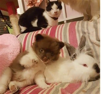 pomeranian-with-cat-and-bunny
