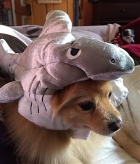 Pomeranian in shark costume