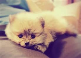 10 week old pomeranian puppy