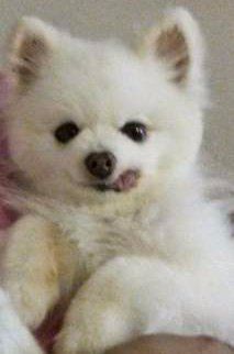 10 year old small Pomeranian
