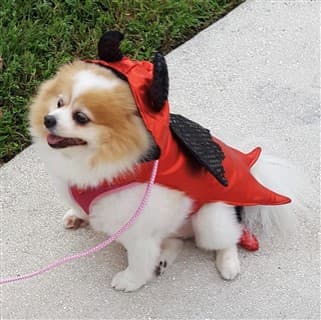 Pom dev costume for Halloween