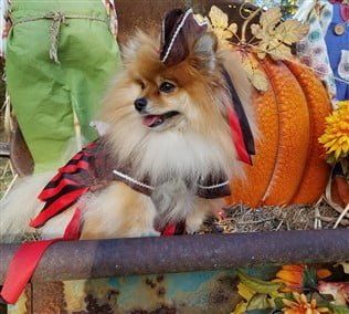 Pomeranian pirate costume for Halloween