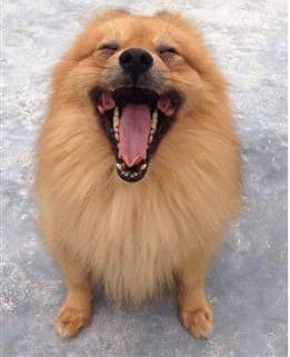 Pomeranian with healthy teeth