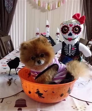 Pomeranian Treat Costume