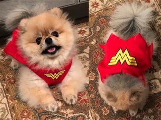 Pomeranian wonder woman costume