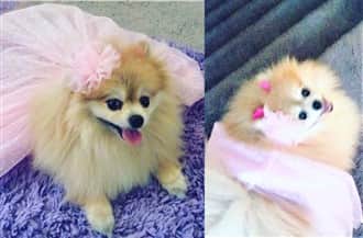 dog in princess costume