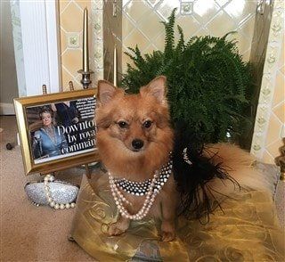 Pomeranian Downtown Abby doggie costume