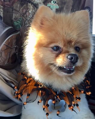Pomeranian Halloween