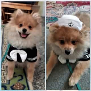 Pomeranian dog in sailor costume