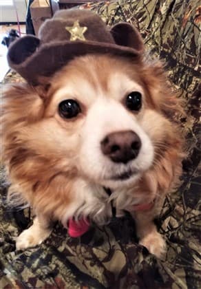 Cowboy costume for dog