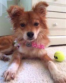 unknown Pomeranian mix