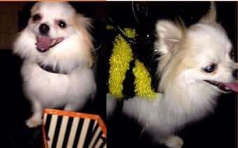 bumble bee dog costume