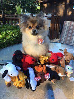 Beanie baby costume on Pomeranian for Halloween