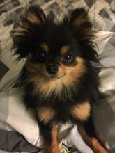 black tan and white colored Pomeranian