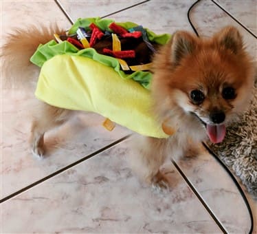 Pomeranian taco costume Halloween