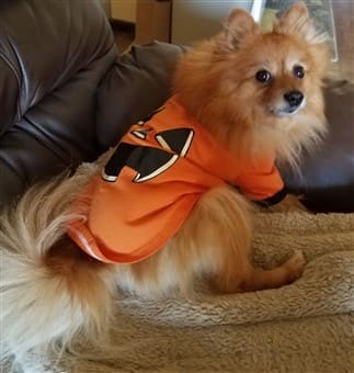 Pomeranian pumpkin costume