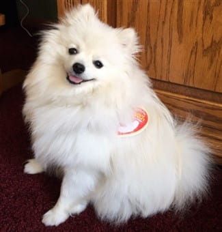 Pomeranian Beanie Baby dog costume