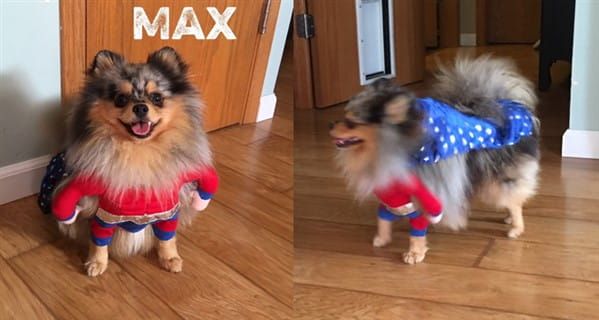 Pomeranian super hero costume