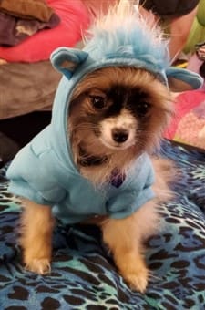 Pomeranian unicorn Halloween costume