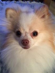 dark beaver colored nose on Pom