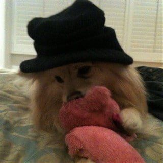 Pom in hat