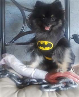dog batman costume