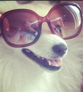 Pom in sunglasses