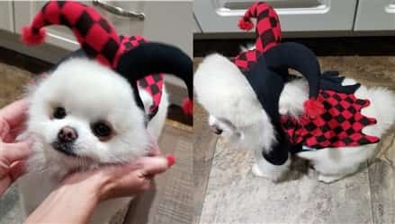 dog jester costume