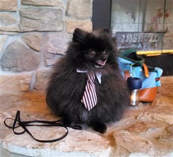 Pom businessman costume