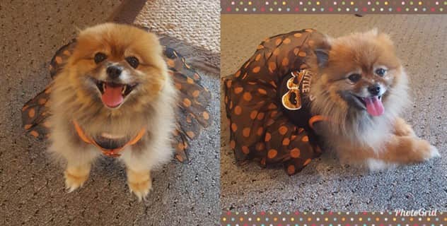 Pom Halloween dress