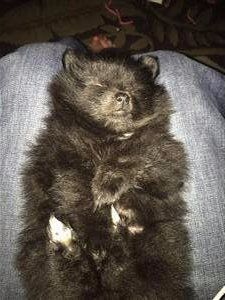 6 week old pom puppy