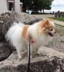 female Pomeranian one year old