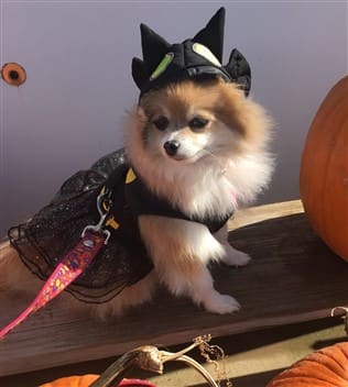 Pomeranians leprechauns costumes