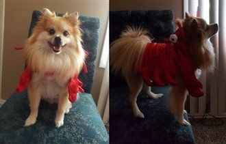 Pomeranian lobster costume