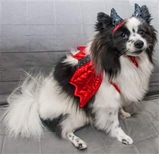 devildog costume