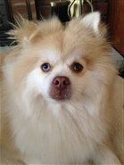 Pomeranian dark beaver nose and muzzle