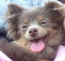 Pomeranian with lavender nose