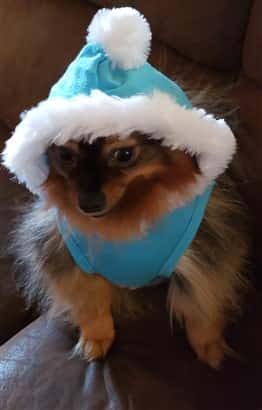 Pomeranian snow princess outfit