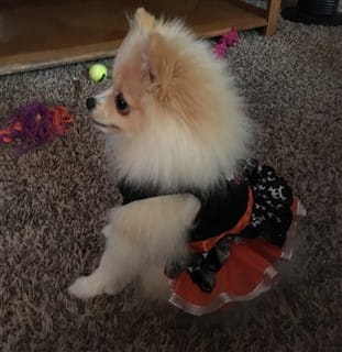 Pomeranian dress for Halloween