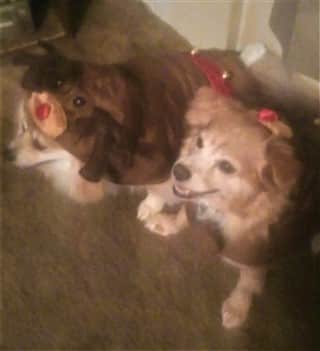 dogs in deer constumes