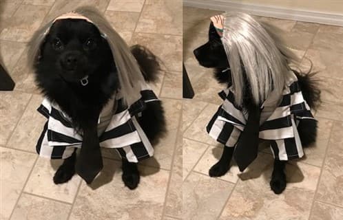 Pomeranian Beetlejuice costume