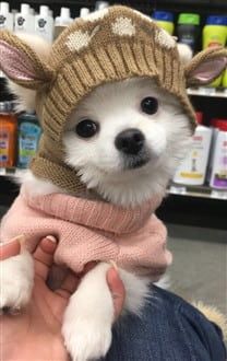 Pom in cute reindeer hat