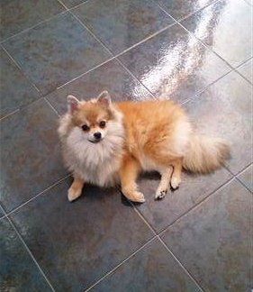 orange and white pom