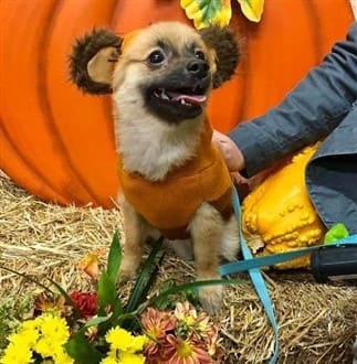Ewok Halloween costume, Pomeranian
