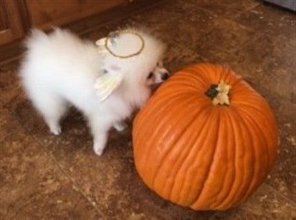 Pom angel costume