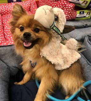 Pomeranian llama costume
