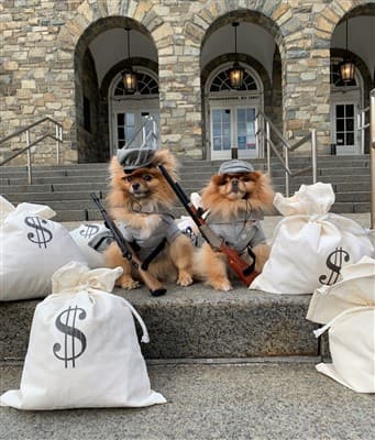 funny-dog-halloween-costumes