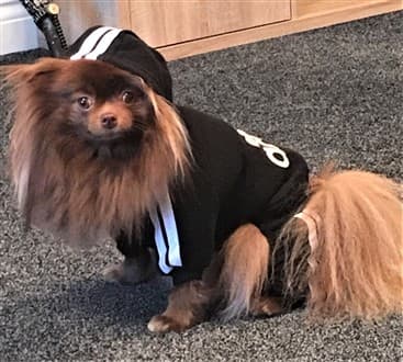 38 Pom in athlete costume