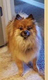 Pomeranian in doorway