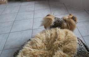adopted Pomeranian with belly band